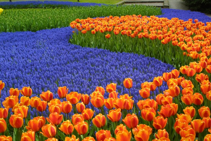 Mit Hund: Frühling in Keukenhof