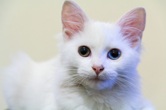 12. MÄRZ 2016: Edle Katzen und rassige Hunde in Offenburg