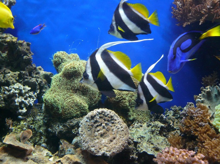 5. März 2016: Aquaristika in Leverkusen