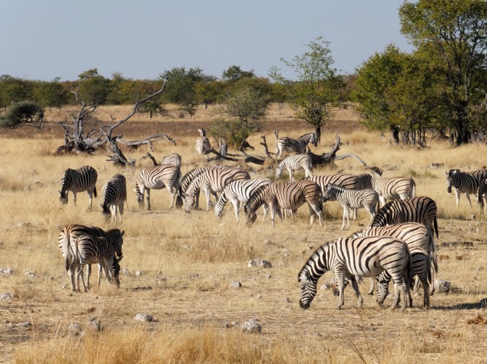 Augsburger Zoo mit Hund: Kurztrip nach Afrika