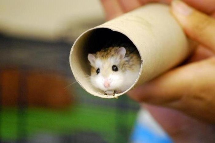 Herzenswunsch Haustier: Im Tierheim entdeckt