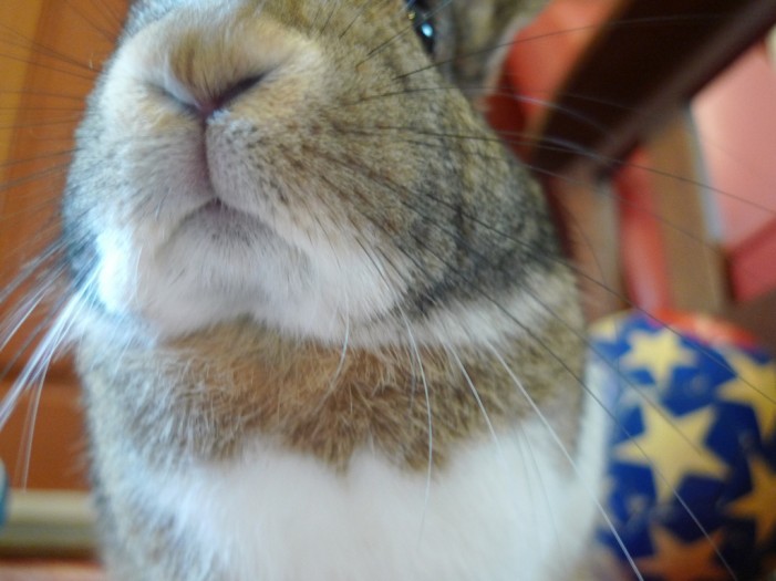 Kaninhop: Was ist das?