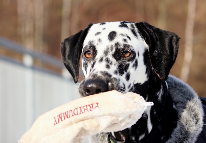 5 tolle Ideen für das Hunde-Training zu Hause: Wenn der Spaziergang ausfällt…