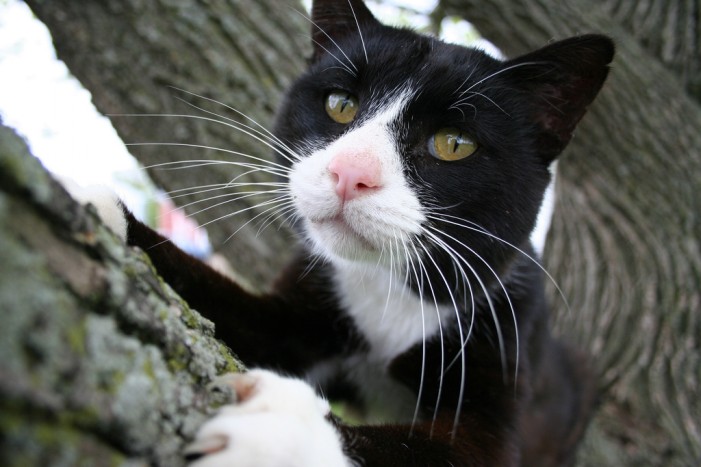 8 Fakten zu Katzen: Immer wieder faszinierend