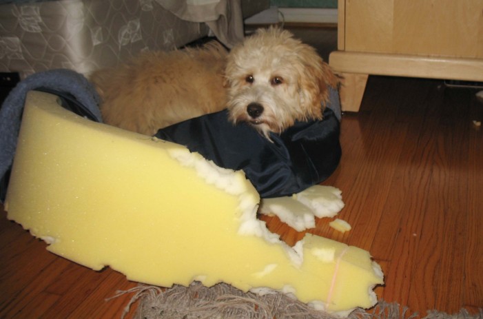 5 Tipps gegen Trennungsangst: So lernt dein Hund allein zu sein