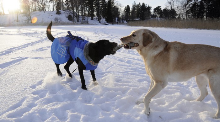 Mein Hund friert: Ist ein Hundemantel sinnvoll?