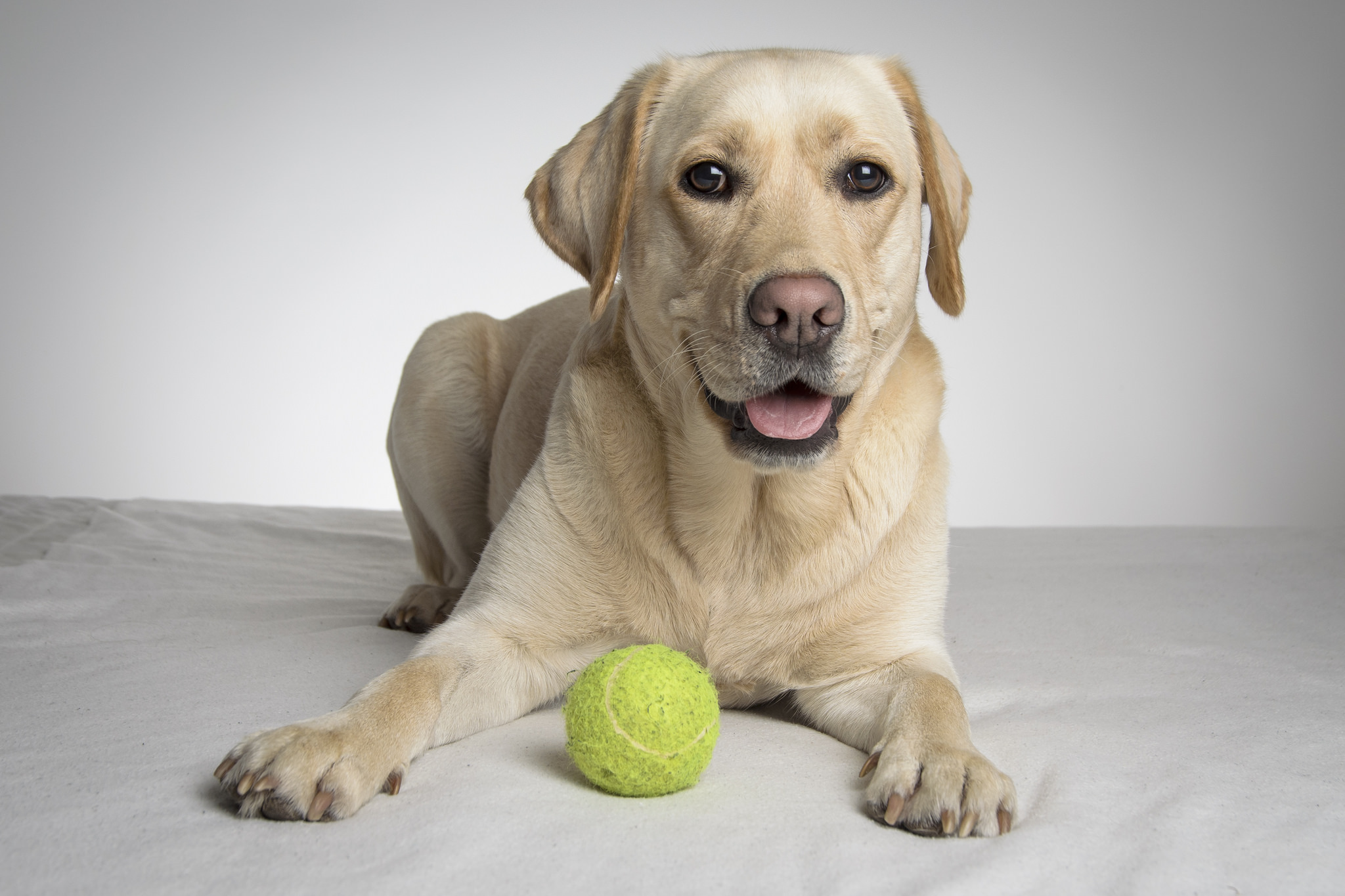 Welcher Typ Hundebesitzer bist du? Finde es heraus!