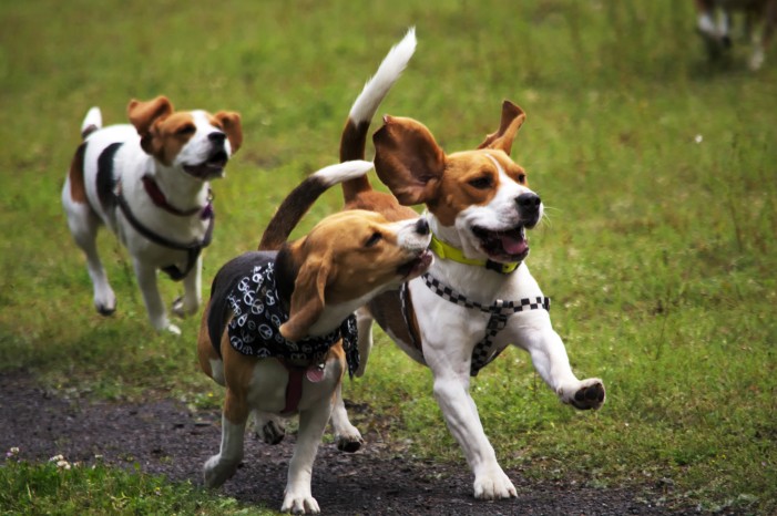 Laborhunde: Gerettet und glücklich vermittelt