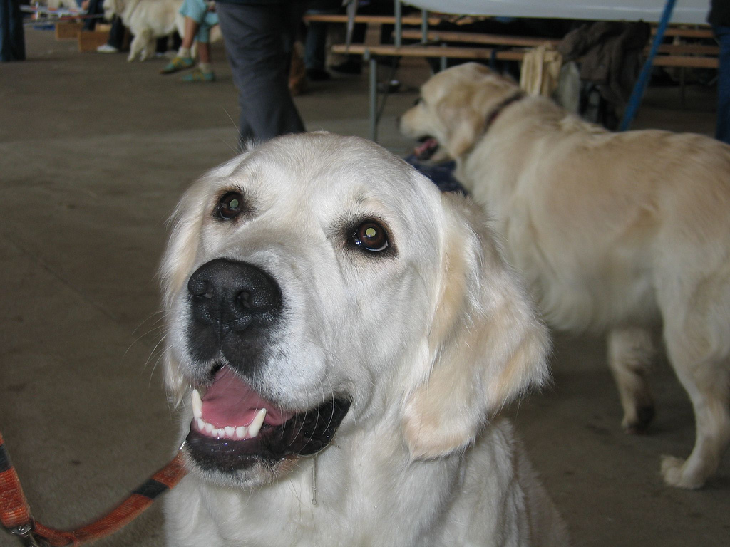 Hunde steigern Motivation: Bessere Noten in der Schule