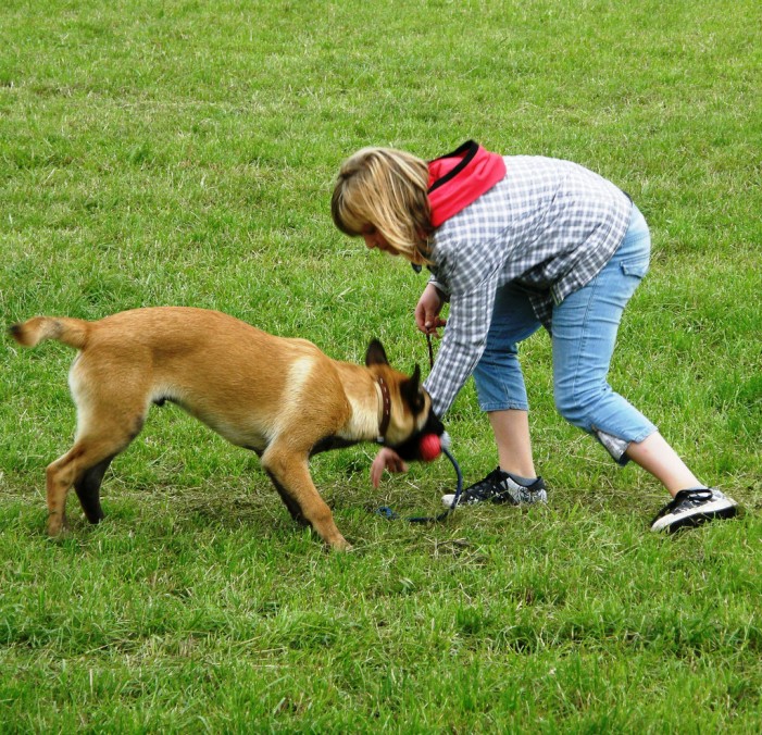 Die 3 besten Vorsätze: Für dich und deinen Hund