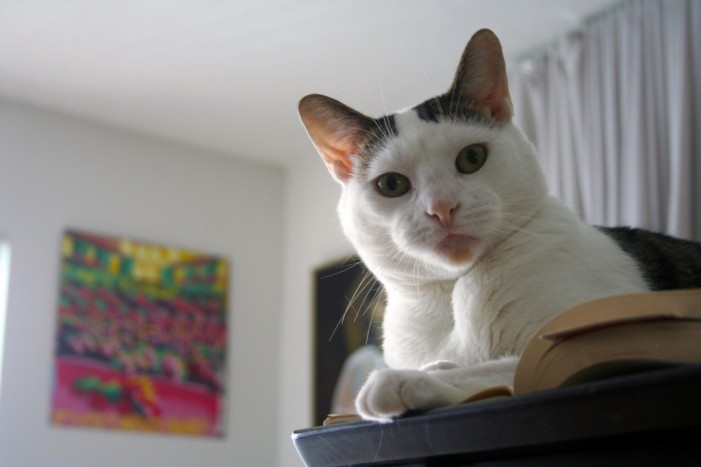 Leseförderung mit Katze: Ein Super-Team