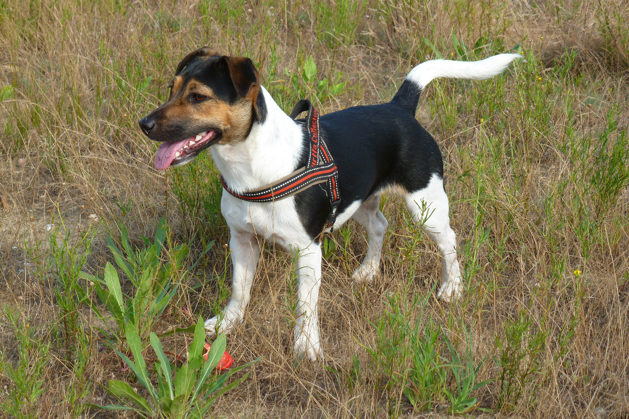 Mehr als nur Futterneid: Hunde sind eifersüchtig!