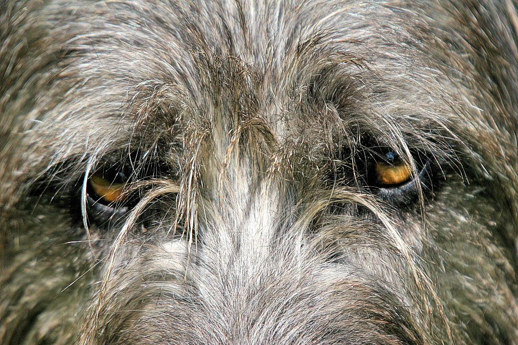 Hundehalter haften gemeinsam: Spielende Hunde verletzen Hundehalter