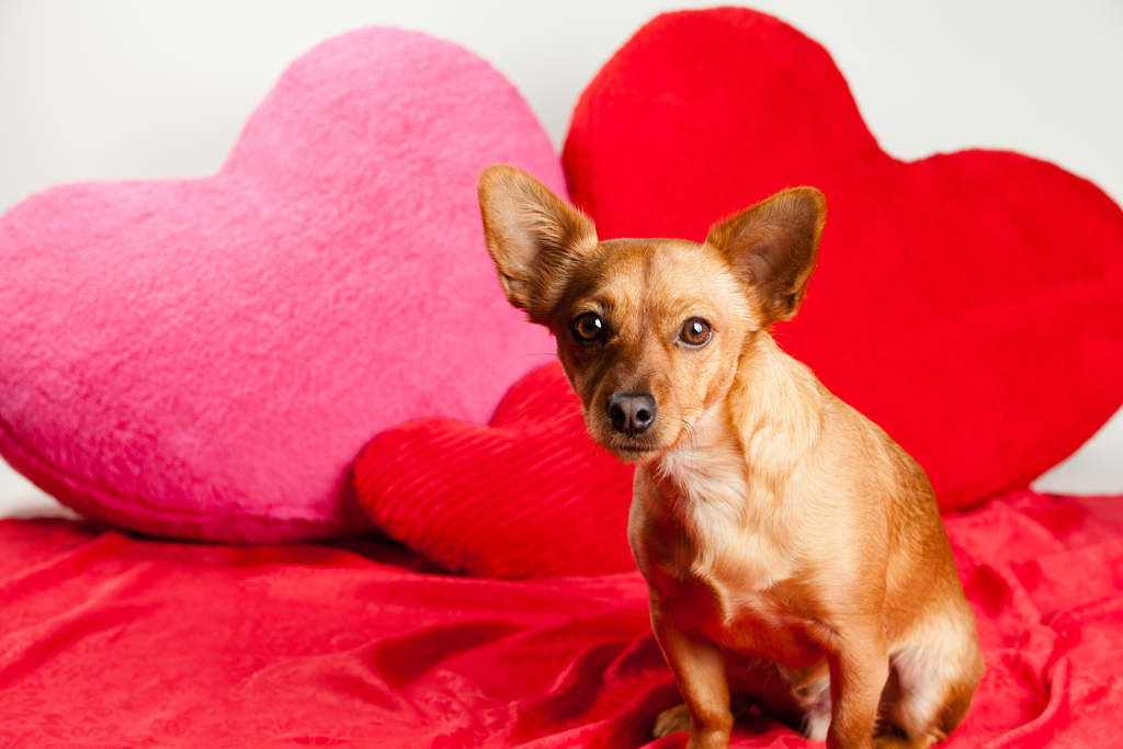 Dogdancing: Wer mit dem Hund tanzt…