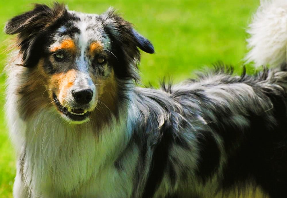 Australian Sheperd - wunderschöner Hütehund mit besonderen Eigenschaften!