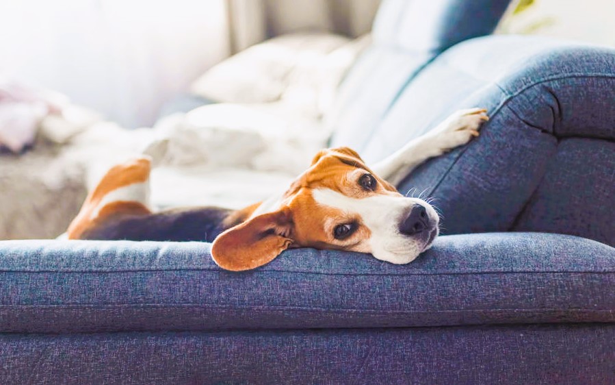 Der Beagle - Familienhund mit Jagd- und Beschützerinstinkt!