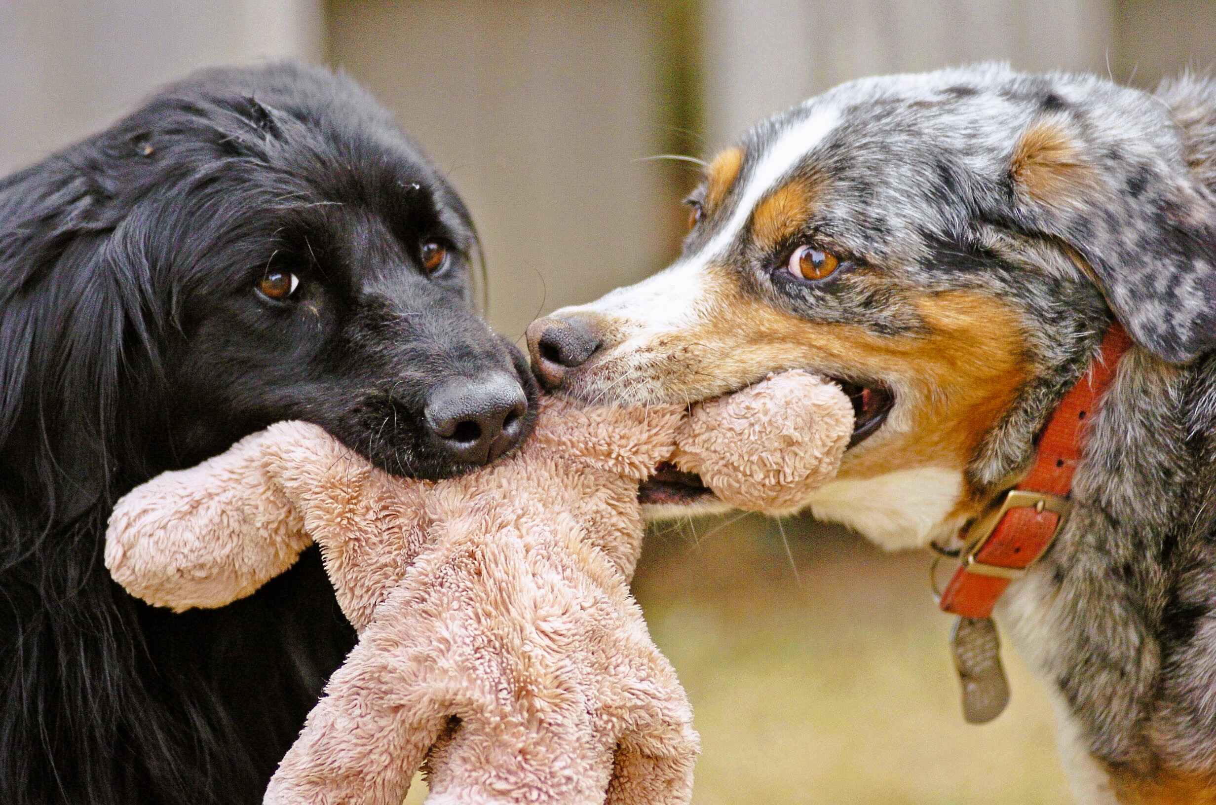 Ungehorsame Hunde: Diese 5 Hunderassen sind nur schwer erziehbar
