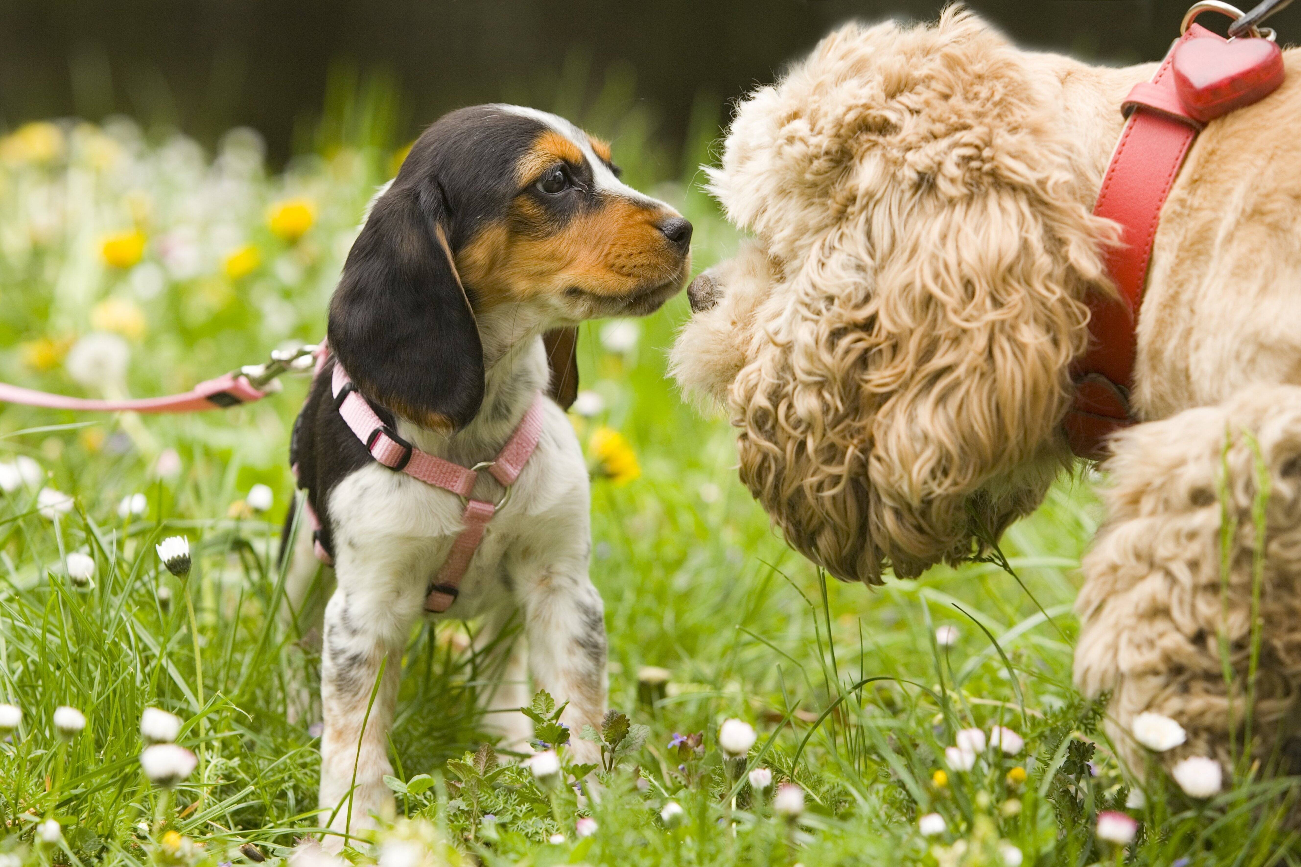 Grundregeln für die Erziehung von Hunden
