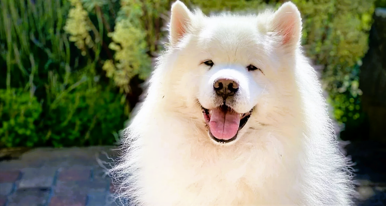 Samojede - mehr als ein Hund, fast ein Familienmitglied!