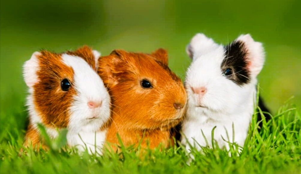 Was fressen Meerschweinchen? So füttern Sie Ihr Meerschweinchen richtig